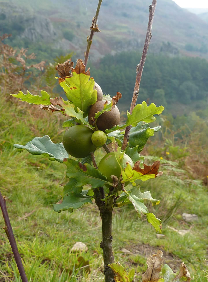 Oak Tree